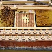 Система Nicot для вывода пчелиных маток фотография