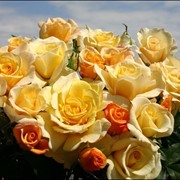Розы чайно-гибридные фотография