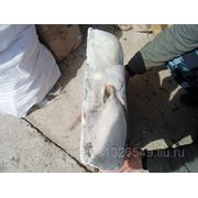 Камбала белобрюхая с икрой фото