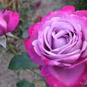 Розы кустарниковые, Роза Блу Ривер фото