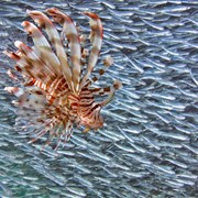 Часы настенные Экзотическая рыба. Материал: стекло, металл, МДФ фото
