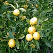 Купить Эфирное масло лимона (0,5-50 кг) фотография