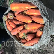 Морковь Шансон фотография