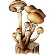 Опята грибы фото