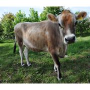 Добавки кормовые для коров фотография