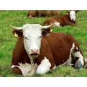 Добавки кормовые для животноводства фотография