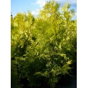 Туя Thuja occidentalis Golden Smaragd 40-60cm,ko 2,0 l фотография