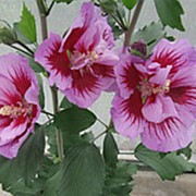 Гибискус сирийский Пурле Пиллар (Hibiscus syr. 'Purple Pillar'®) фотография