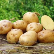 Картофель семенной 1 репродукции сорт Ривьера фотография