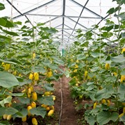 Системы капельного полива для теплиц и парников промышленных. фото