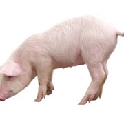 Концентрат Гроуер/Финишер для свиней 15 - 10% (Голландия) фотография