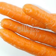Морковь свежая и на промпереработку.
