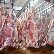 Мясо свежемороженное в Казахстане