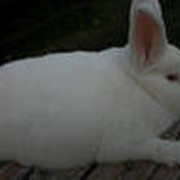 Кролики белые фотография