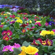Большой выбор цветов и комнатных растений фото