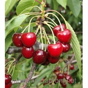 Саженец плодовых ягодных деревьев черешни Мелитопольская ранняя