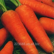 Морковь Ред Коред 0,5кг (GSN Франция) фотография