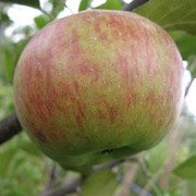 Саженцы яблонь Топаз фото