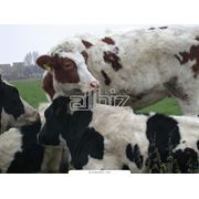 Разведение крупного рогатого скота. Осеменение коров и телок. фотография
