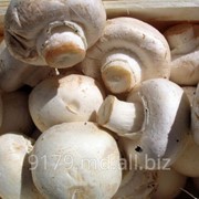 Компания «Bostnord,SRL» занимается производством грибов ,продажей в Молдове и на Экспорт! фото