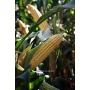 Семена кукурузы Краснодарский 230 АМВ (ФАО 230) фото