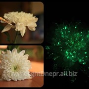 Acmelight flower - светящаяся краска для цветов фото