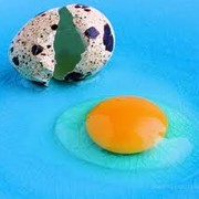 Яйца перепелиные столовые, инкубационные фото