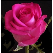 Роза импорт розовая