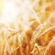 Пшеница на условиях FOB,SIF фотография