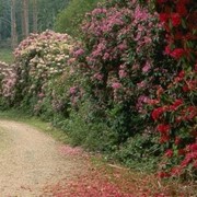 Озеленение внешнее вертикальное фото