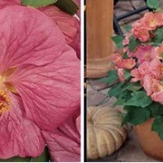 Семена комнатных растений : Абутилон Bella F1 Pink - Растение известно всем как комнатный клен