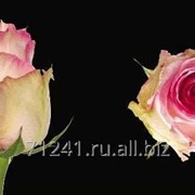 Срезанный цветок Роза Эсперансе