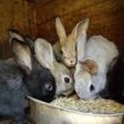 Кролики фотография