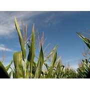 Cемена кукурузы РОСС 199 МВ фото