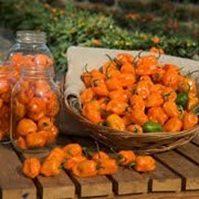 Fresh Chili pepper Habanero (extra hot), wholesale, export from Caribbean