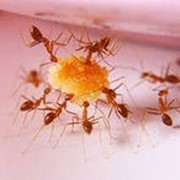 Услуги по уничтожению муравьёв фото