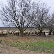 Племенные овцы цигейской породы, продажа стада племенных овец фото