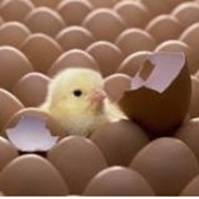 Яйца куриные от производителя Харьковптицепром, ООО Украина фотография