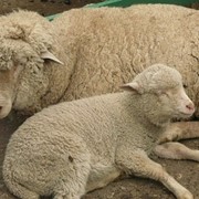 Овцы племенные Приазовский цигай, овцы цигайской породы продажа фото