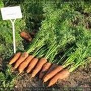 Морковь Канада 5000 шт Голландия фото
