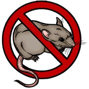 Клей против крыс фотография