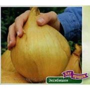 Купить Семена Лука В Краснодаре