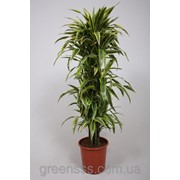 Драцена Lemon Lime 140см фото