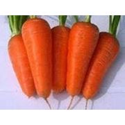 Семена моркови шантане фотография