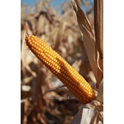 Семена кукурузы РОСС 130 МВ (ФАО 130)