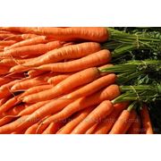 Глицериновый экстракт моркови фото