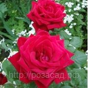 Роза чайно-гибридная Burgund