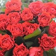 Розы красные Эль-Торо фото