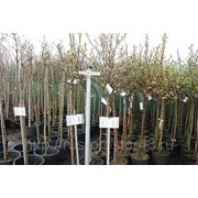 Садовый Центр Купить Саженцы