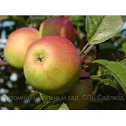 “Саженцы яблони “Мелба“. фото